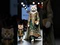 A Cat Modeling Show | Cat in Traditional Dresses #catlove#cat #funny #shortsfeed #viralshorts #cute