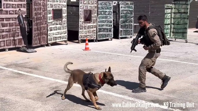 K9 Vision caméra embarquée pour chien / cyno - MORIN FRANCE. Accessoires  pour forces de l'ordre et la sécurité