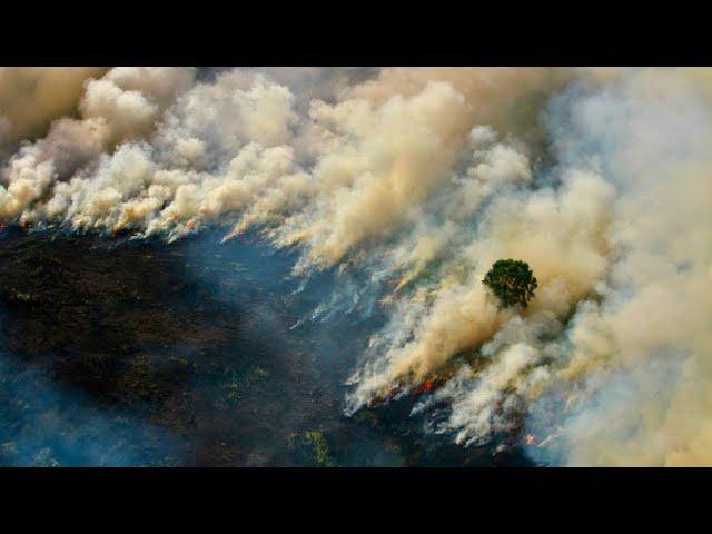 Why is Borneo Burning?