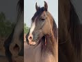 Horse Sound Real Sound Without Any Trending Music Beauty Horse