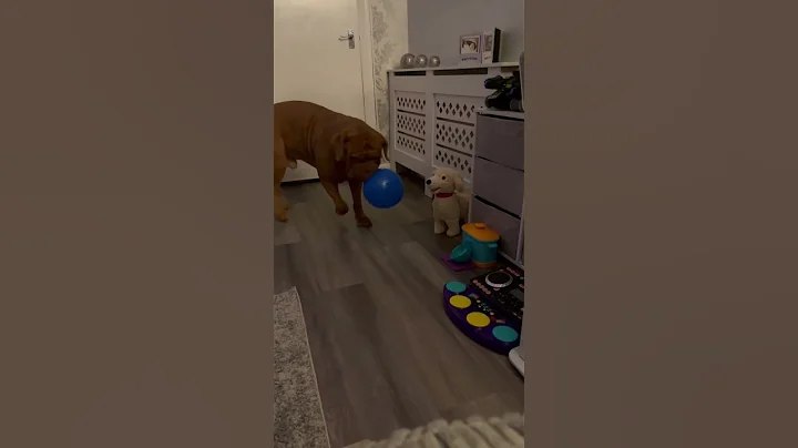 Douge de Bordeaux picks up a balloon