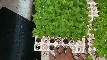 Bán giống cúc mâm xôi hàn quốc. Hoa tết 2026 sđt 0397992777