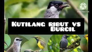 Suara pikat kutilang ribut vs burcil ribut terbaru mp3
