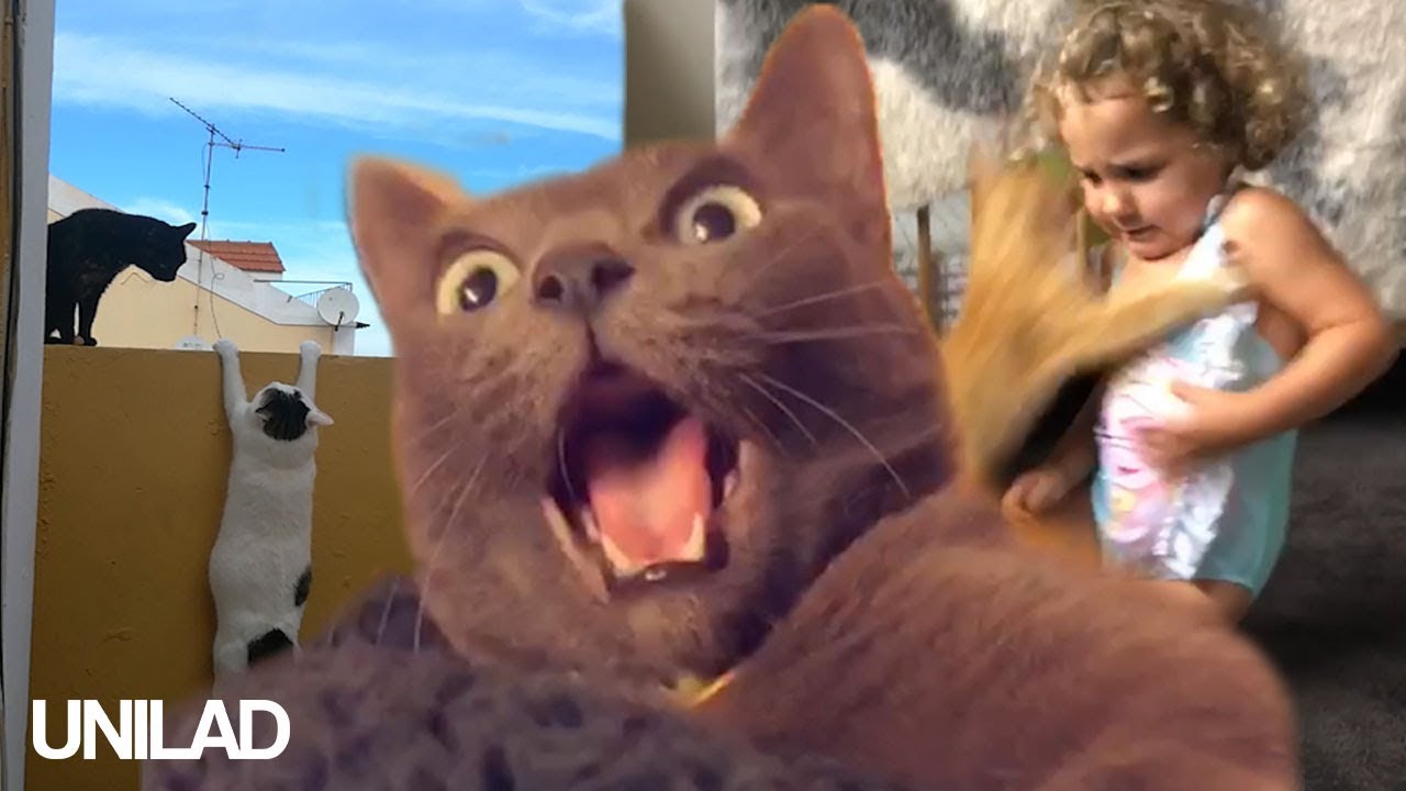 funny kittens and cats Cats Are Everywhere - Funny Cat Compilation | UNILAD