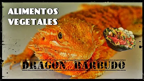 ¿Necesita verduras mi dragón barbudo?