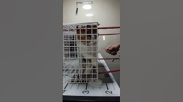 How to deal with angry cat and ferocious cat 🐈 part 16