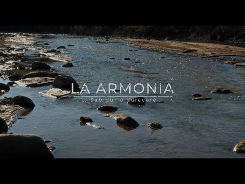 LA ARMONIA #shorts