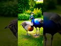 AI Skill Test: A beautiful Peacock dancing to impress peahen.. #birds #peacock #wildlife
