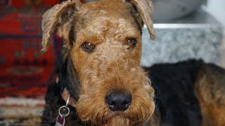 Do Airedale Terriers Need Lots of Attention?