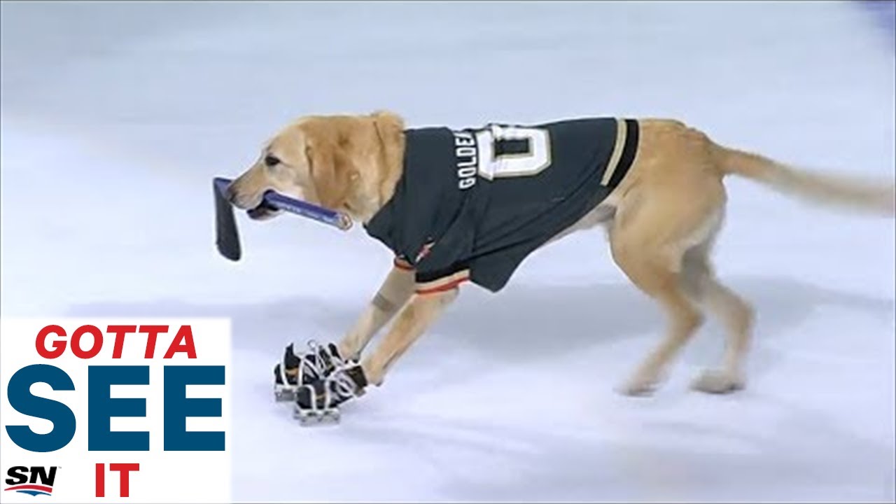 Vegas Golden Knights Pet Photos