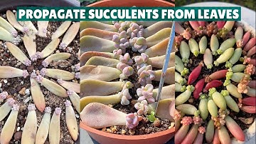 Propagate Succulents from Leaves| Nhân Giống Sen Đá Bằng Lá | 多肉植物| 다육이들 | Suculentas