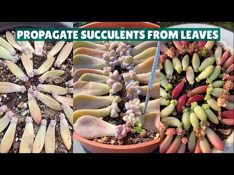 Video Propagate Succulents from Leaves| Nhân Giống Sen Đá... - youtube