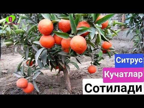 Video: Apelsin turlari - qancha apelsin navlari bor