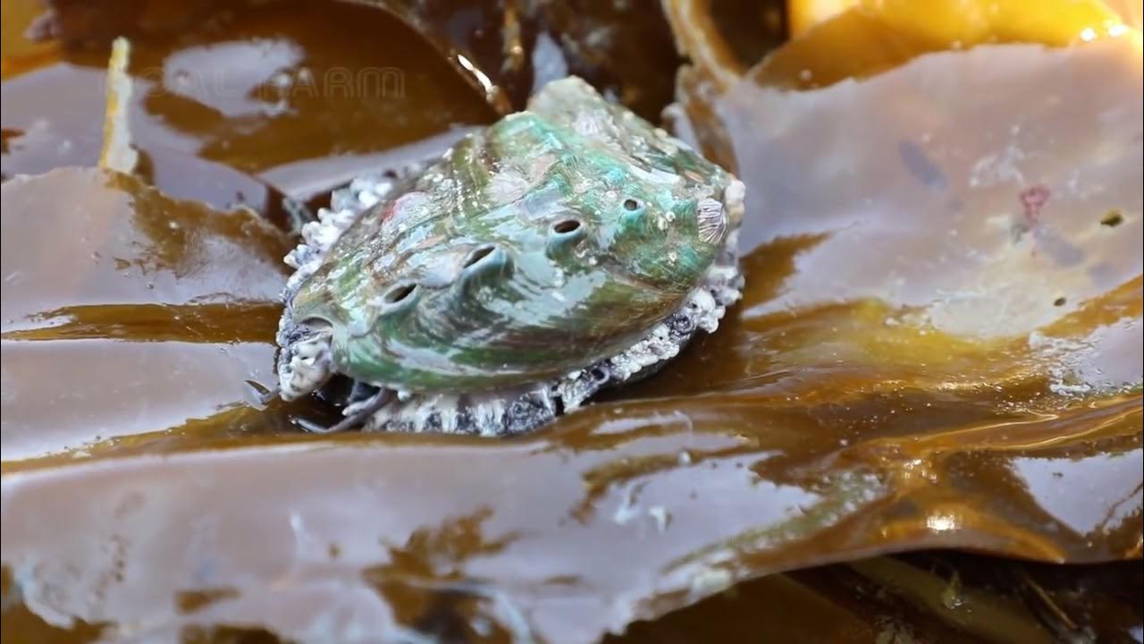 Abalone Farming and Harvesting Abalone Processing in factory Abalone
