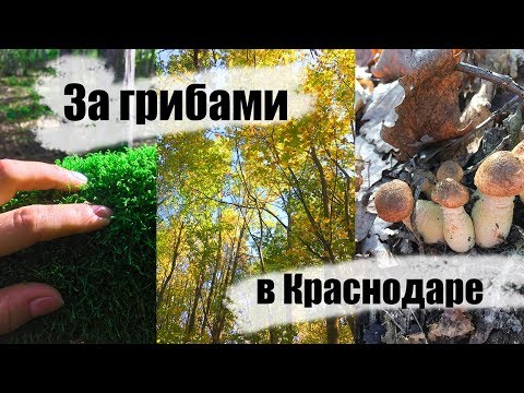 За грибами в Краснодаре. Собираю грибы в лесу. Шабановка. Краснодарский край.