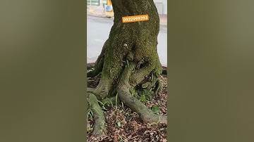 Cúc Thọ Hương ghép tứ quý tàng vip #cscầnthơhg #shorts