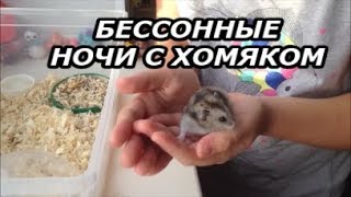 Имя для хомяка. Бессонные ночи с хомяком. Валерия Эклерия Имя для хомяка. Бессонные ночи с хомяком. Валерия Эклерия
