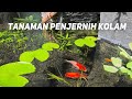 Tanaman penjernih air kolam