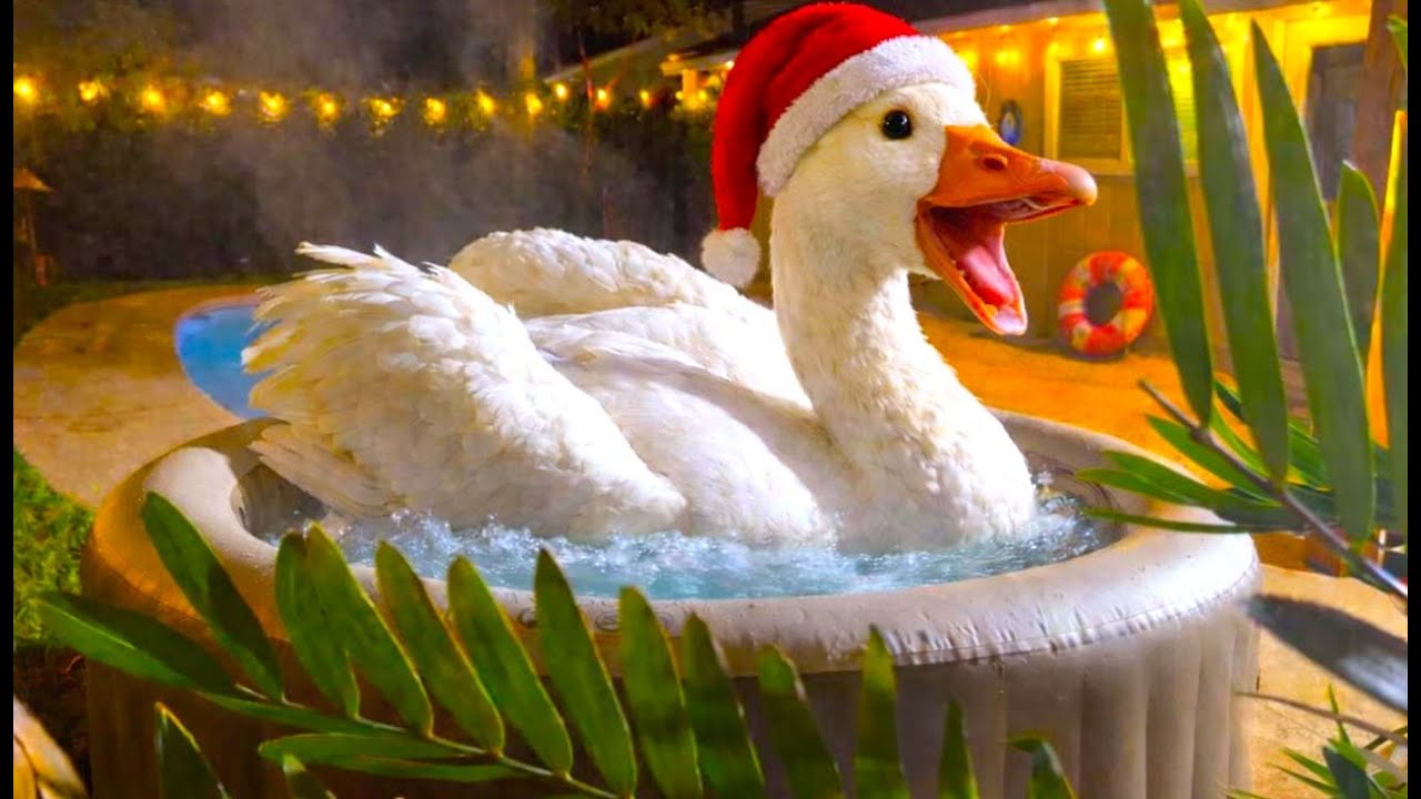 🐥 The goose flew to a luxury spa resort to swim in a hot tub