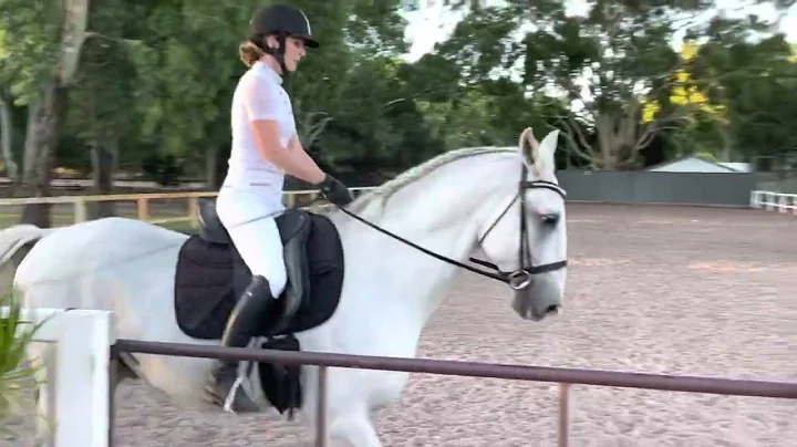 073 LAA Virtual Show - Lipizzaner Stallion 8yr + B...
