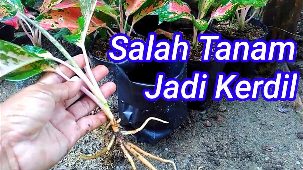 Cara Menanam Aglaonema Agar Tumbuh Subur 