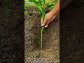 1 Branch = INFINITE Peppers! 🌶️✨ #shorts #gardening #gardenhacks