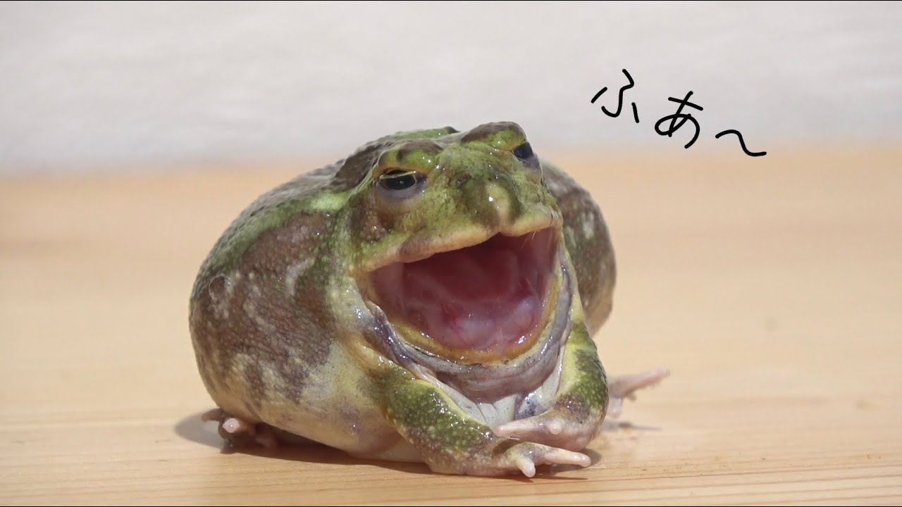 1カ月に2回しか会えない貴重なカエル むっちむちボディーに→「なんだこのかわいい生き物！」と絶賛の声 | ねとらぼ