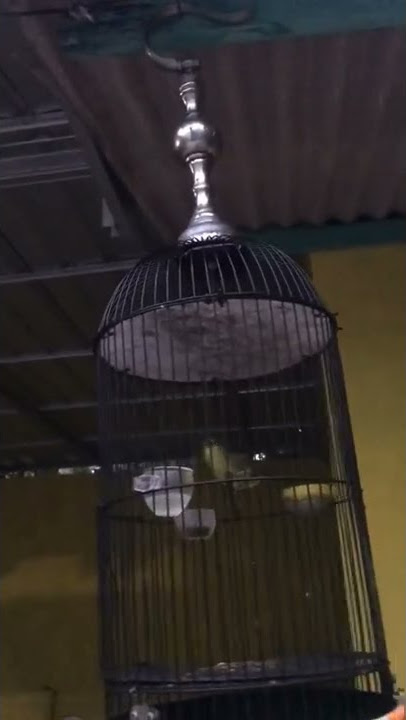 Pleci konservasi materi wik wik wik