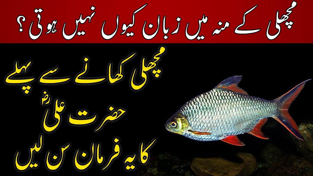 Fish is Halal  or Haram  Machli Halal  Kese Hai Hazrat 