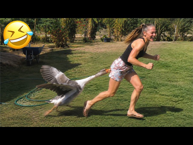 Funniest Animal Videos 2026 😂 Animals With Perfect Comedy Timing