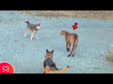Video: A do të vriste një mace një husky?