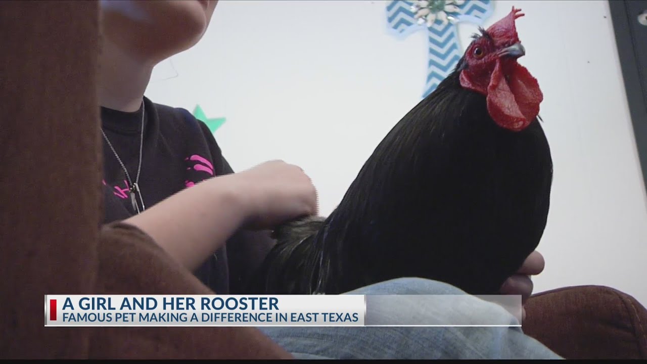Frog the Rooster - YouTube