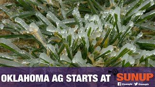 Wheat & Freezing Temperatures (2/20/21)