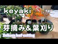 ケヤキの葉刈り／Cut zelkova leaves