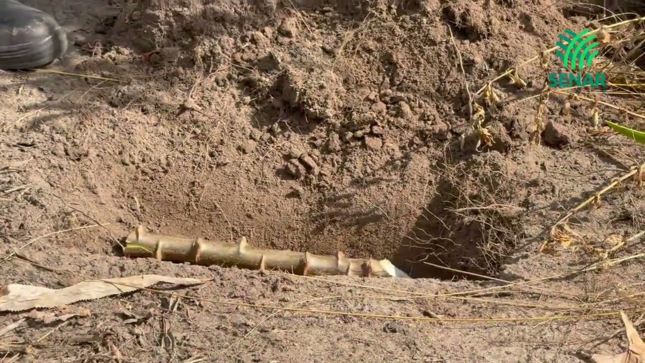 TRIO DA PRODUTIVIDADE PARA MANDIOCA.