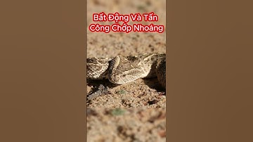 Rắn Puff Adder Cực Độc Tấn Công Con Người Như Thế Nào? #shorts