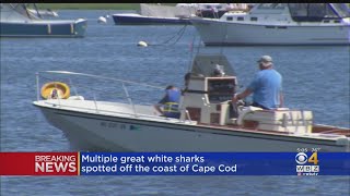 Seven great white sharks were spotted in cape cod bay monday, dr. greg
skomal of the mass. division marine fisheries confirmed to wbz-tv.
wbz-tv's bill sh...