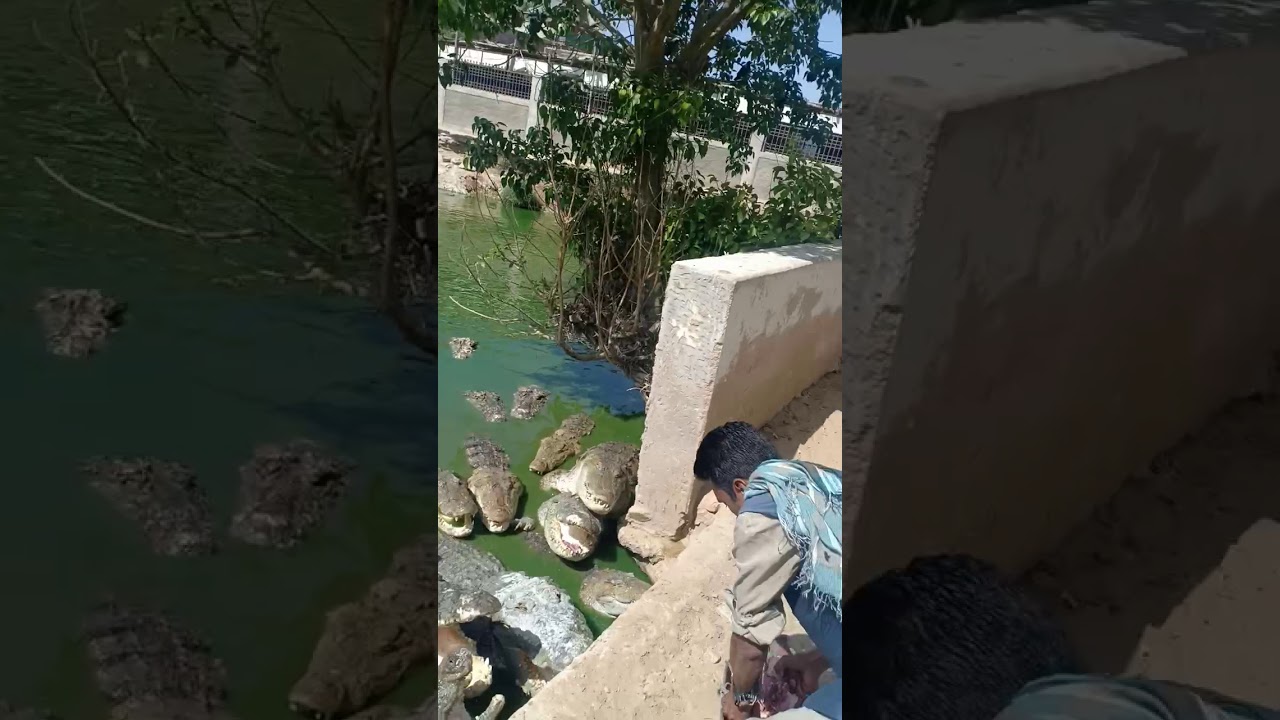 Manghopir the pond of crocodiles