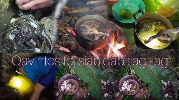 Mus yos hav zoov ntes qav ntos   toj siab hau noj qab tiag tiag