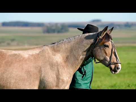 Lote 15 - Basca Una Vida