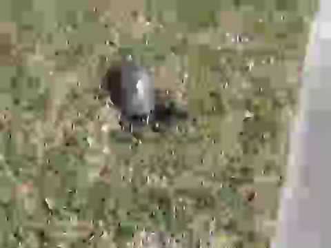 Turtle Laying Eggs in my Front Yard