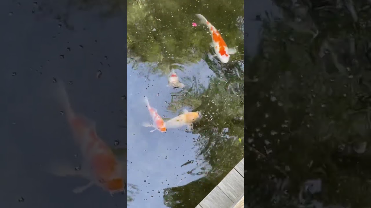 Koi Pond in Hiroshima 