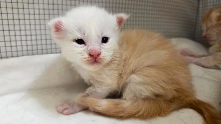 Watch the video about The Maine Coon Kittens Are 2 Weeks Old!