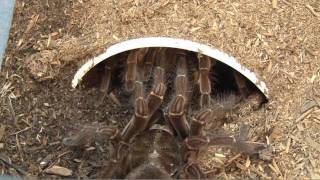 Goliath Birdeating Spider Breeding