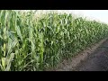 Esperan lograr record Guiness por producción de maíz