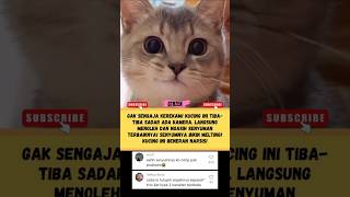 FOTO SEKSI! Kucing Ini Tiba-tiba Noleh ke Kamera dan SENYUM Manis #GTRZEN #KucingSenyum #KucingModel