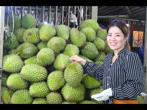 Video Chị Yến khui những trái sầu riêng không nhúng thuốc,... - youtube