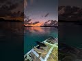 Nurse Sharks Lounging on a Boat Platform at Sunset