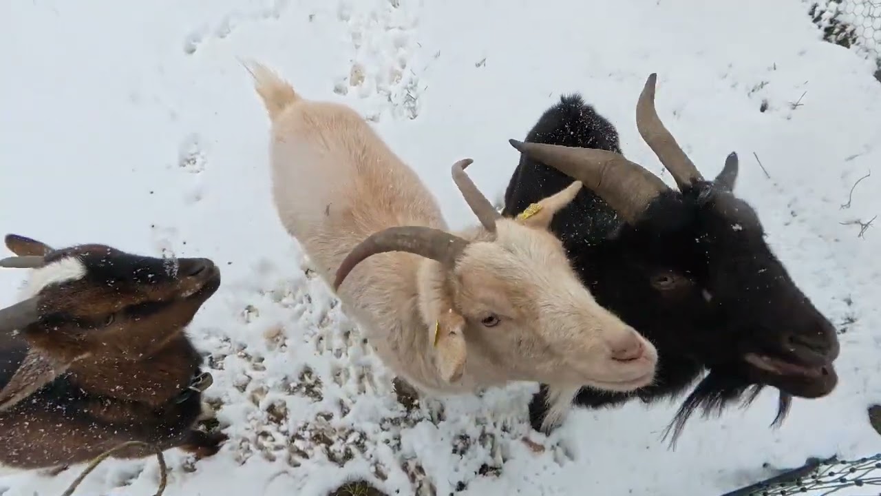 Gänse Ziegen Enten und einen Hahn an einem Wintermorgen versorgen