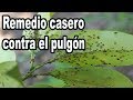 Remedio Casero Contra el Pulgón y otras Plagas